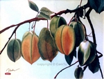 CT-HH-65 VI NGOT QUE HUONG - SWEET CARAMBOLA FRUIT 14x20 in - USD 938